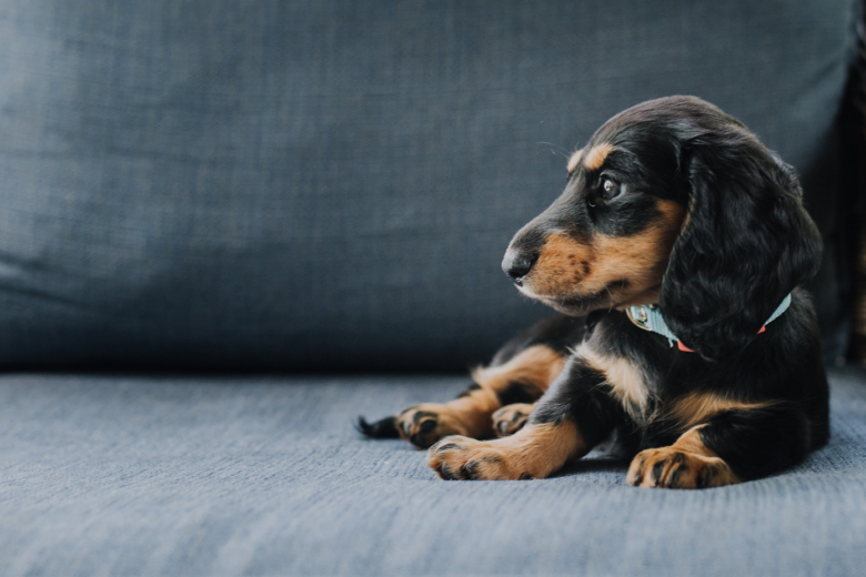 Jak socializovat psa?