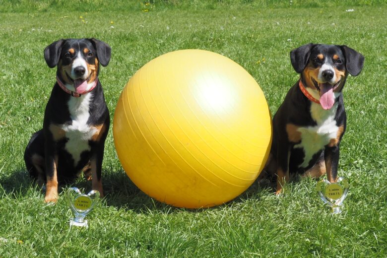 Treibball