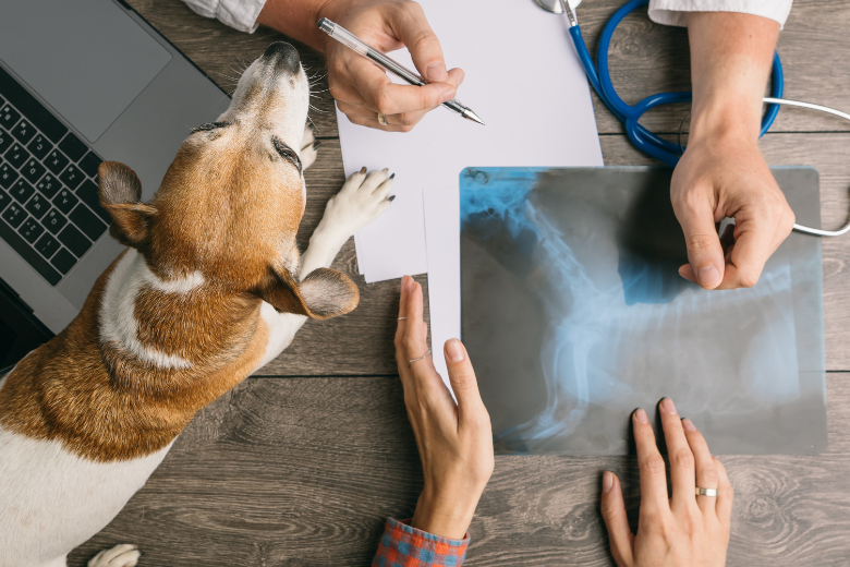 Neduhy majitelů psů z pohledu veterináře - Elza radí